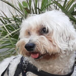 willybello1